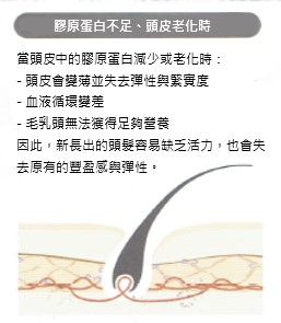 膠原蛋白不足與頭皮老化